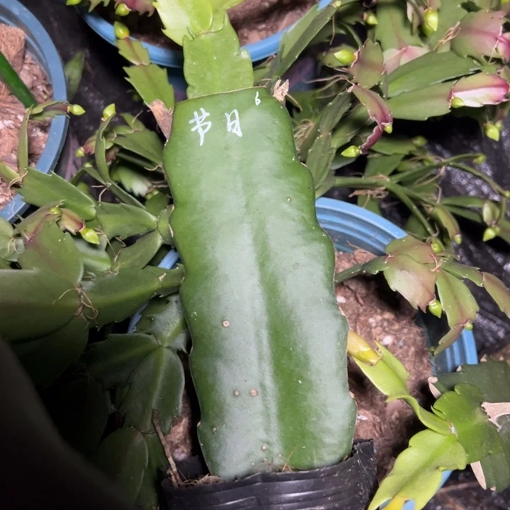 节日狂欢嫁接单片瑕疵小苗一颗42.8
