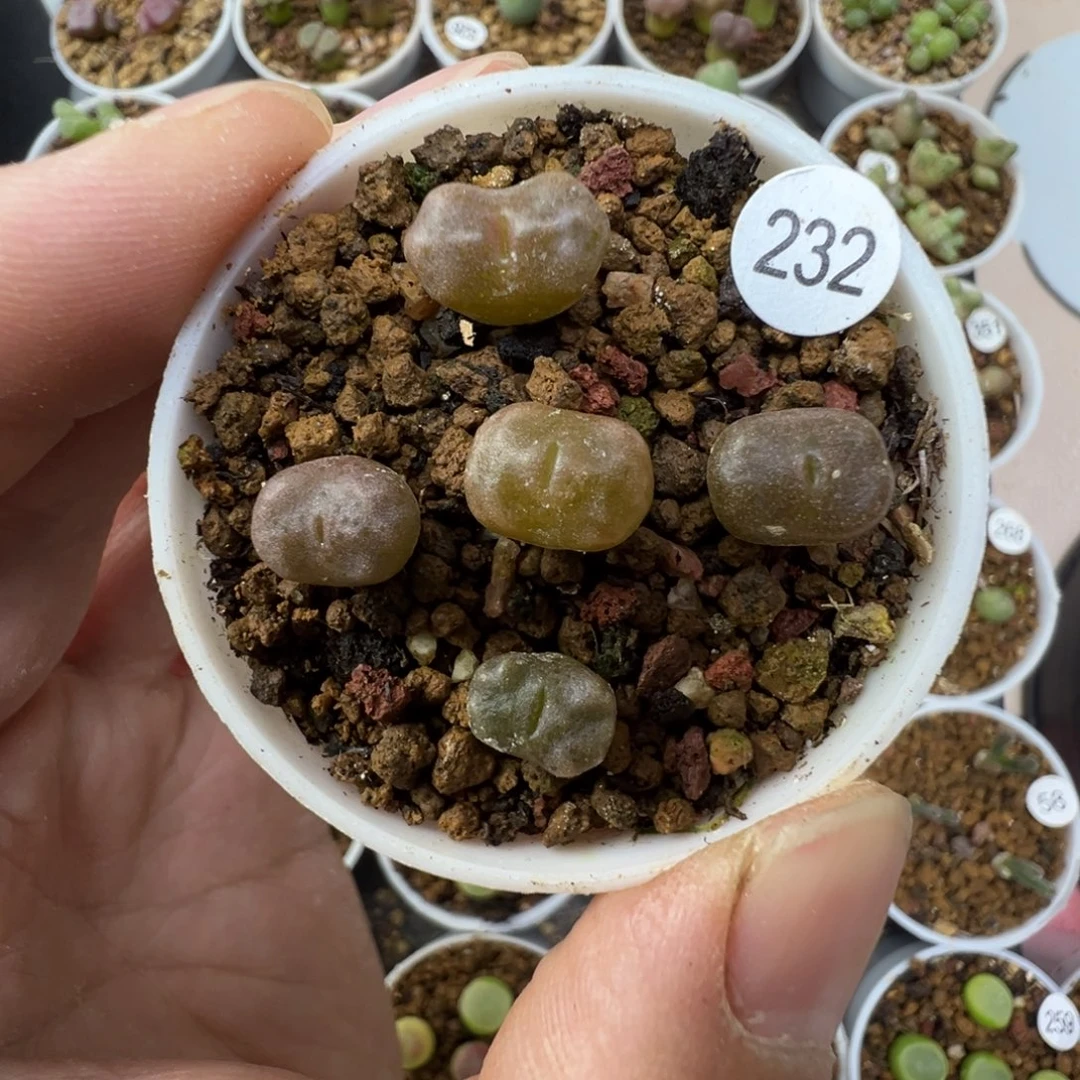 白花杨基一颗脱土23200000