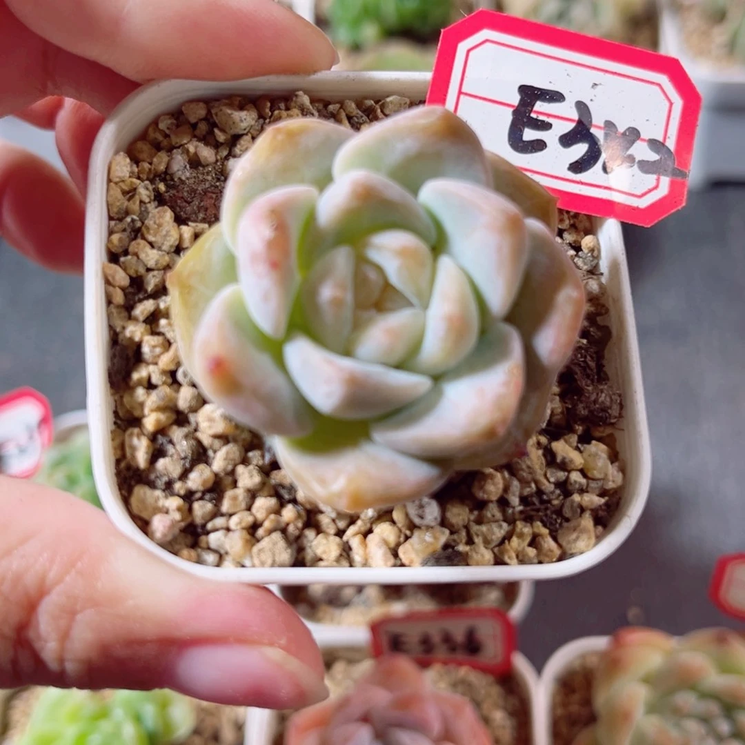 E342 一物一拍 18包邮