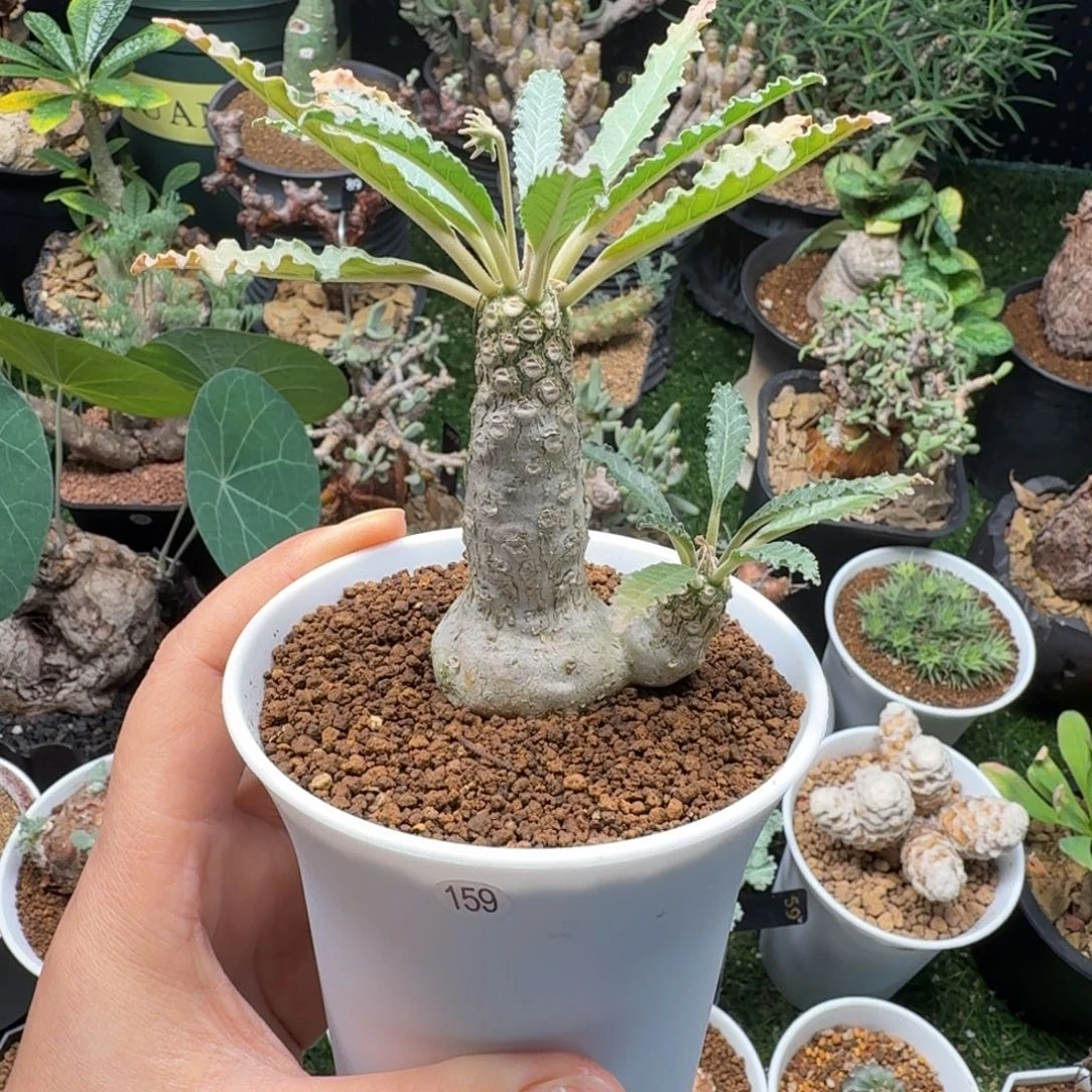 盘花琉桑159仙人掌