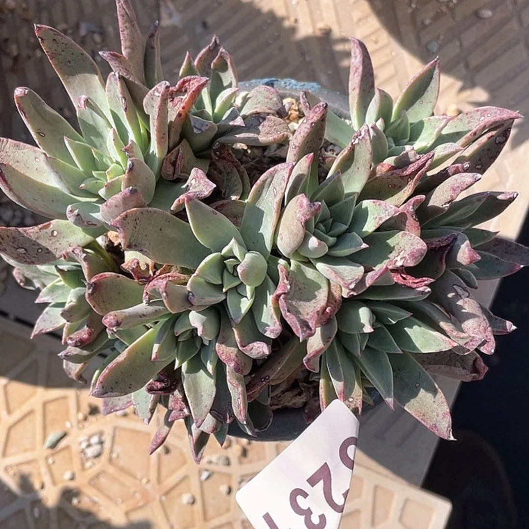 【闪购商品】佐尼卡大老庄