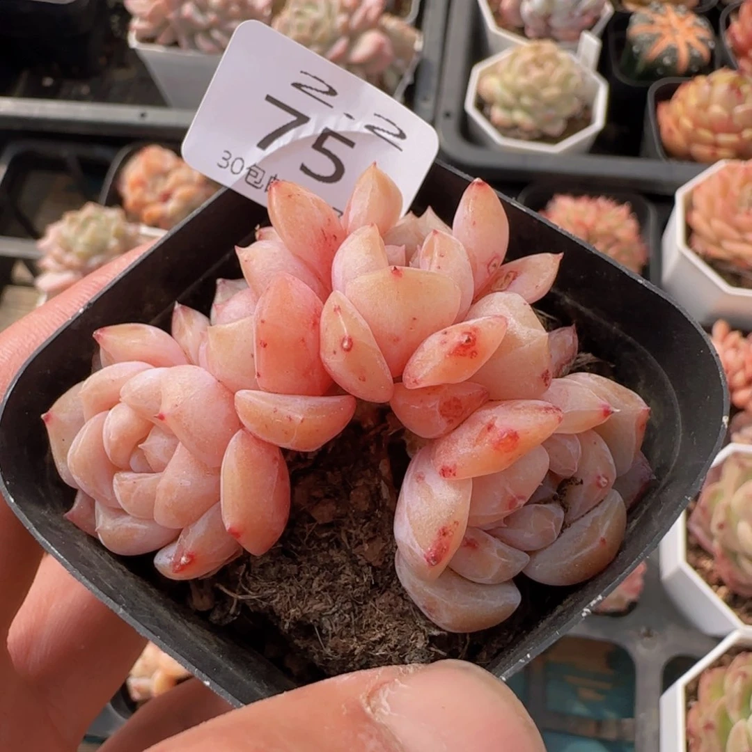 五头冰魄朵朵缀老桩