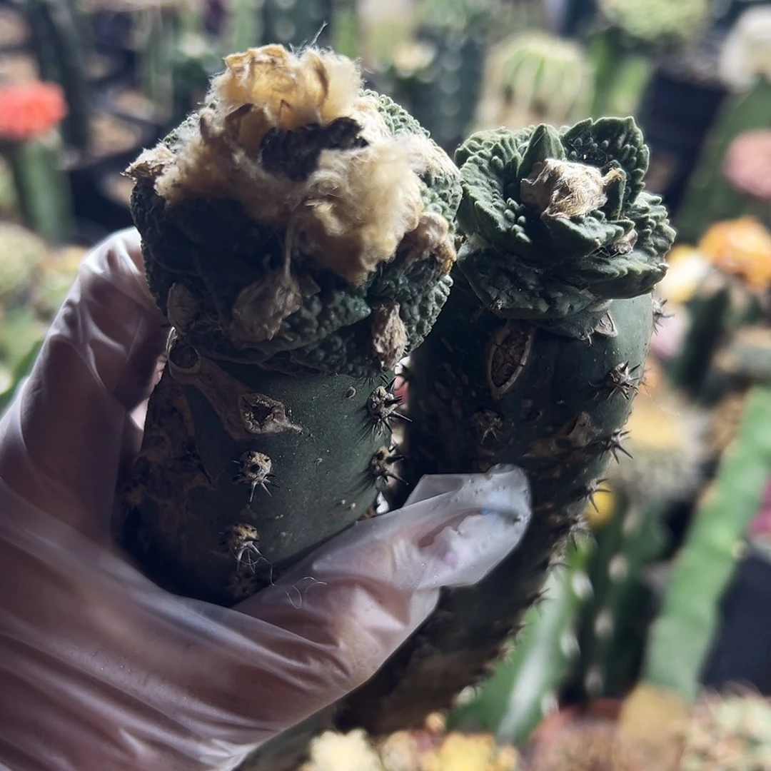 牡丹组合福利仙人球111111111