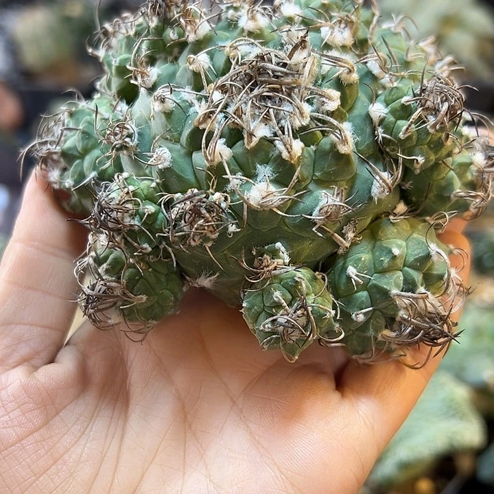 85号根芽升云龙10公分