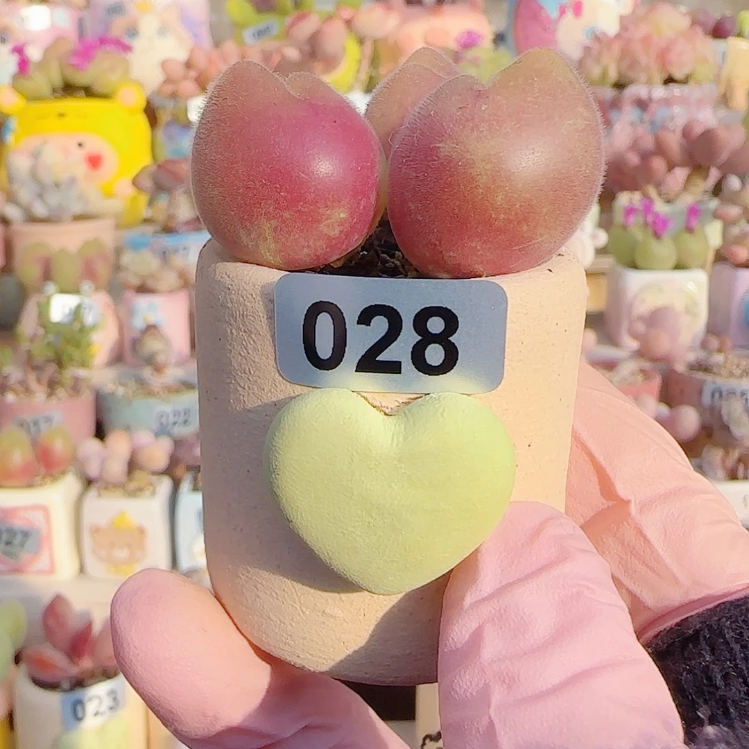 Z***️L 爱心盆  种毛翠