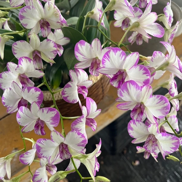 泼墨（1-2苗）秋石斛兰带花带花苞室内外多年生盆栽植物