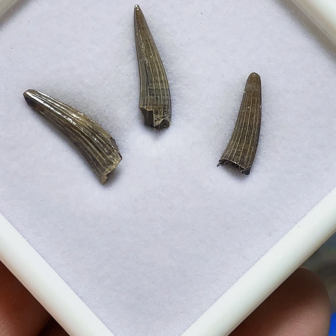 3300-3500万年渐新世淡水鳄牙三颗