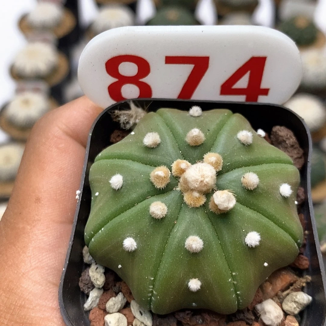 874福利特价咯福利了