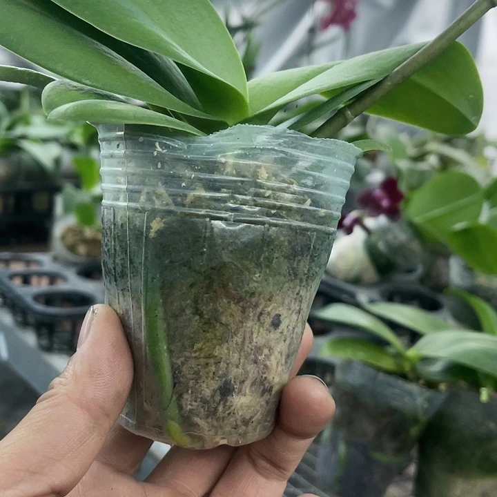 当前无花栽培后可以开花欧洲小蓝