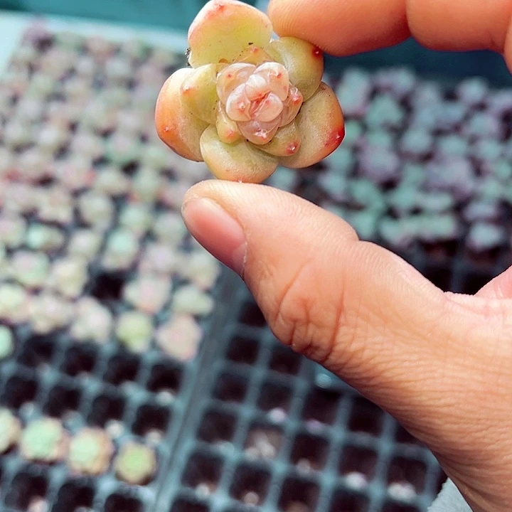 草莓啵啵 满10颗包邮