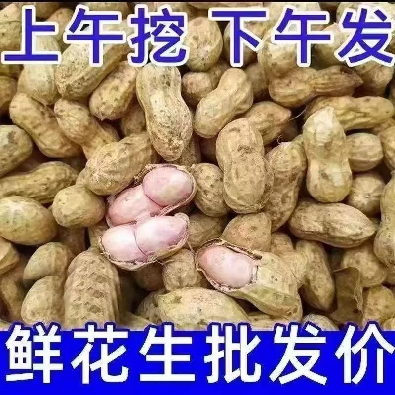 当季新鲜带壳湿花生现挖农户自种可水煮生吃