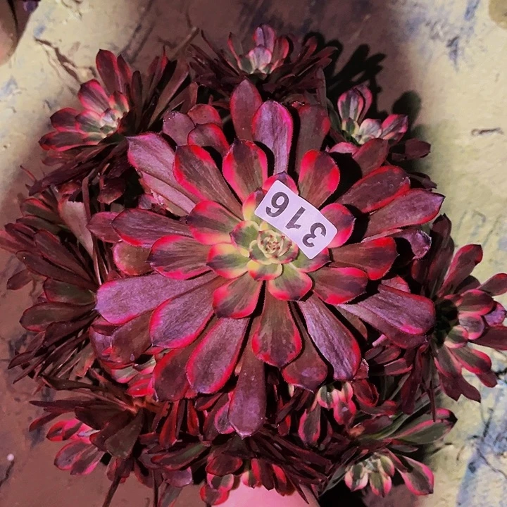 316烟花多肉植物