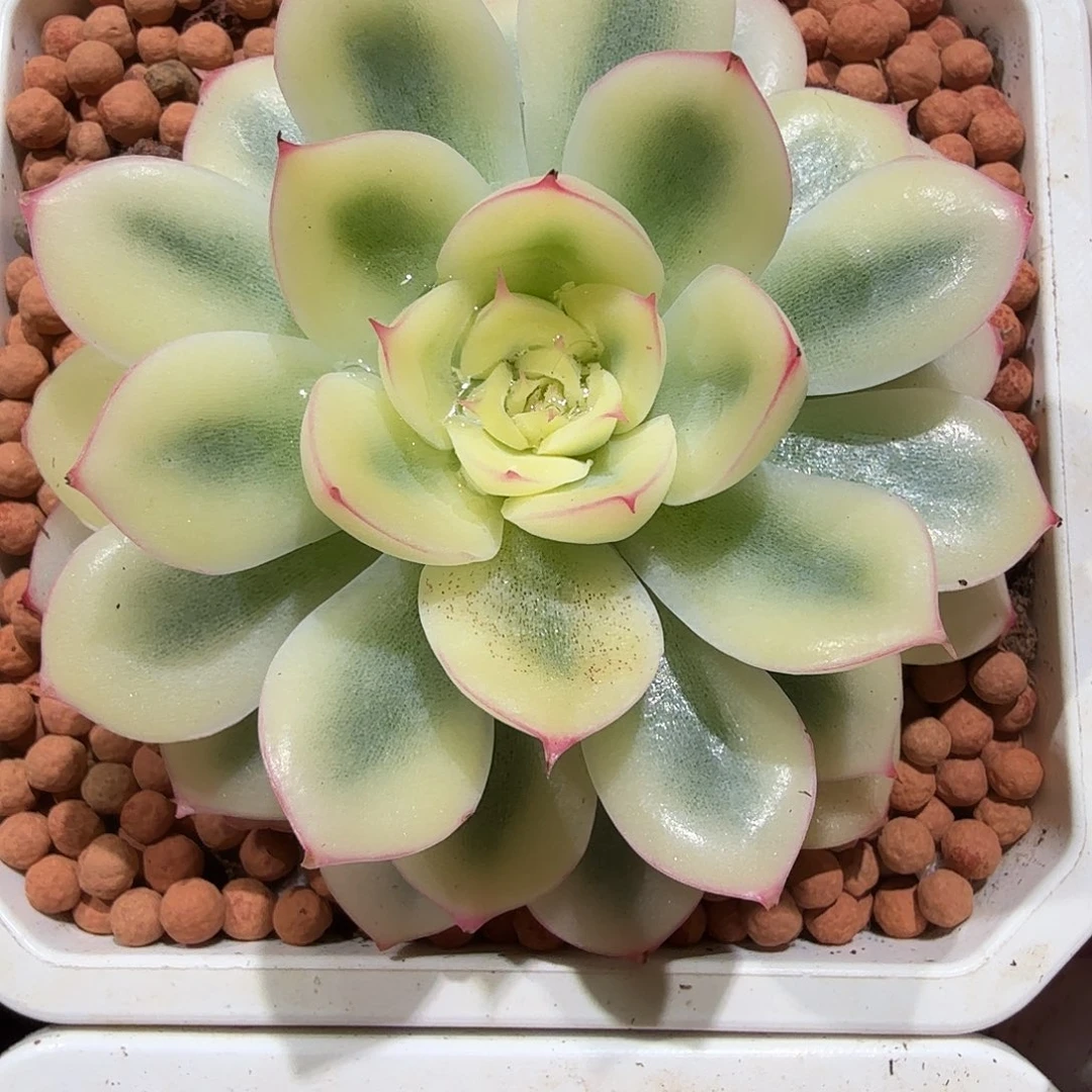 武仙座锦，宽覆轮锦，多肉植物