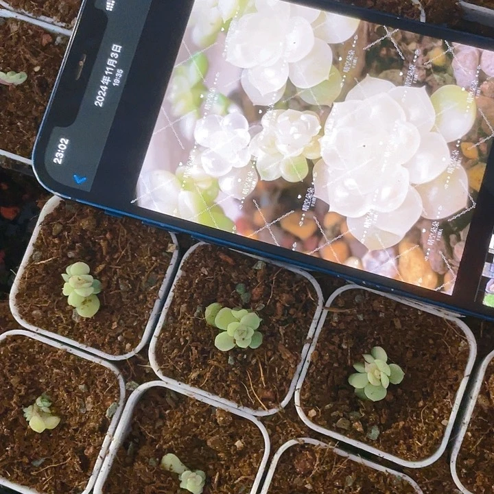 纸鸢甜心中盆一个满25包邮