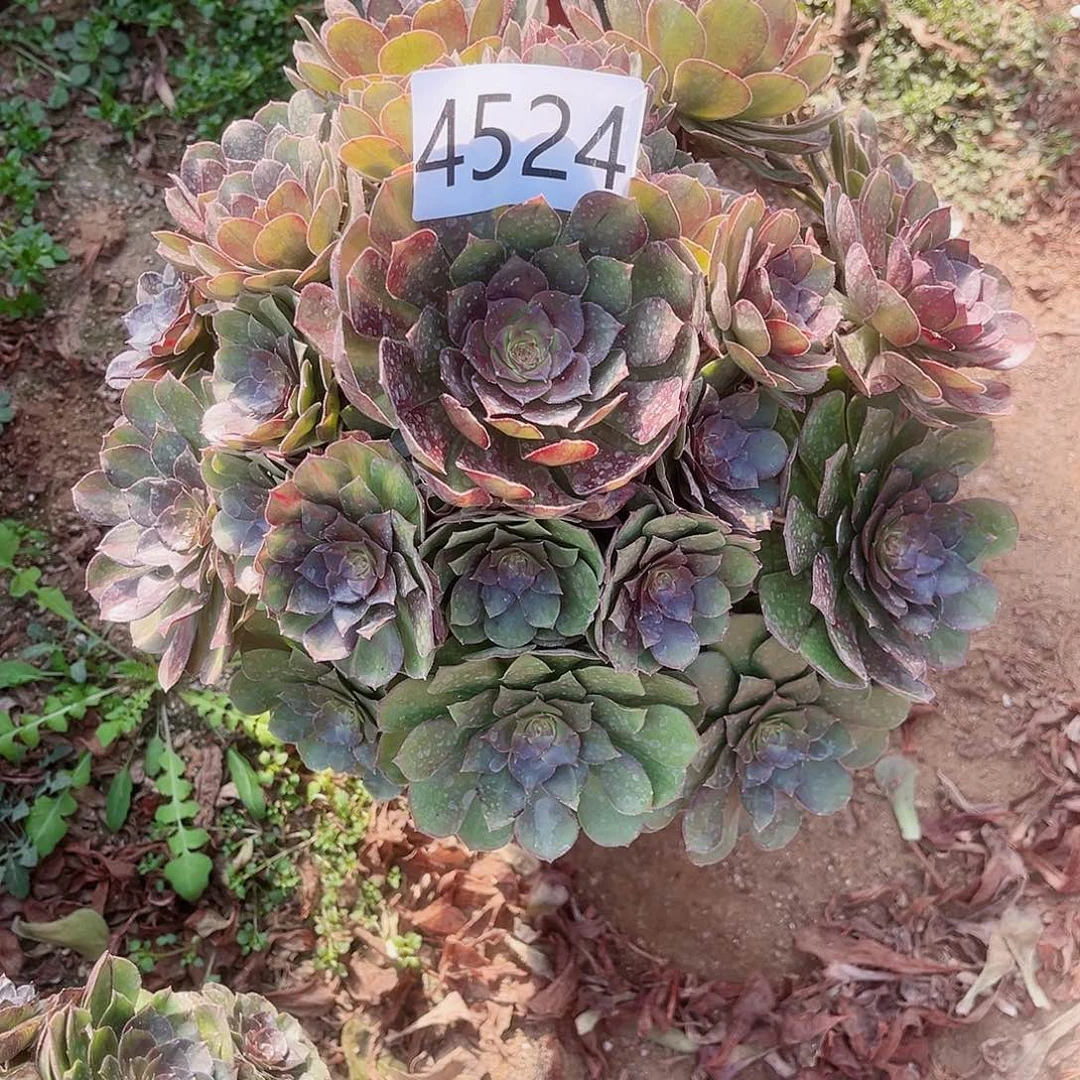 凯****⁵4524倾城中斑多肉植物