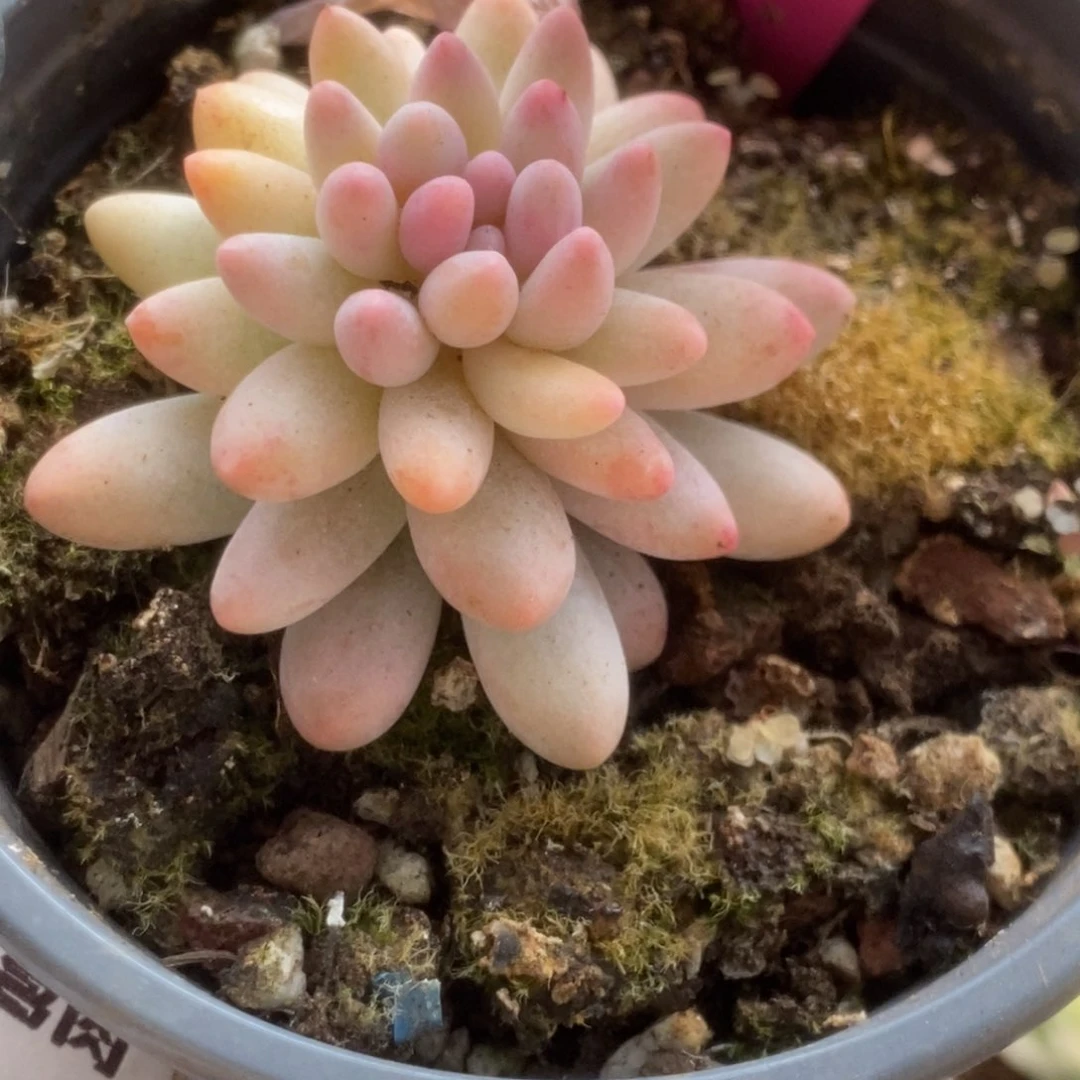 604婴儿手指锦锦锦锦锦锦