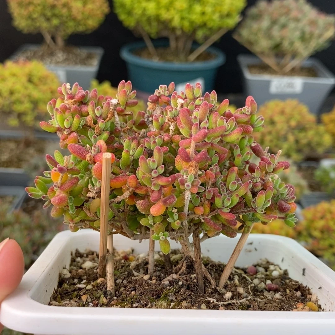 1410实生红宝石 。