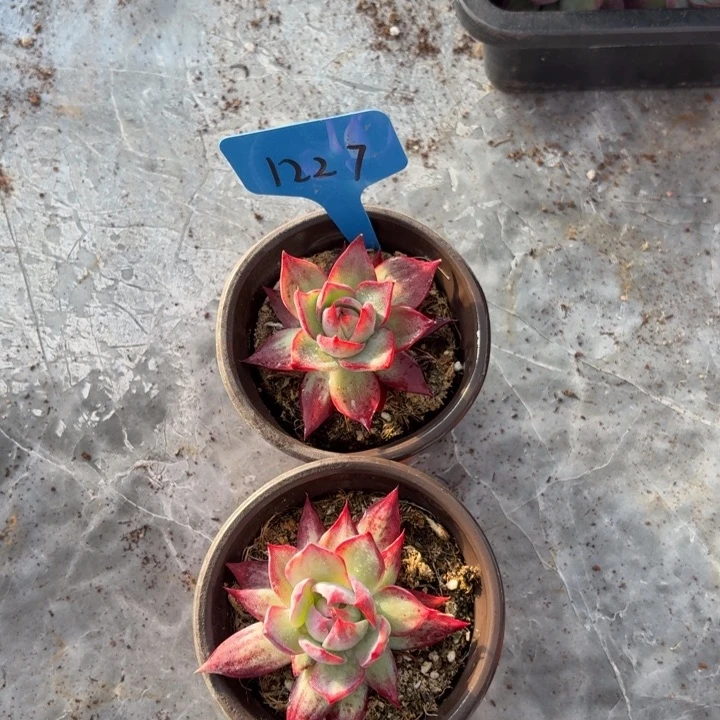 122惊鸿红红火火好