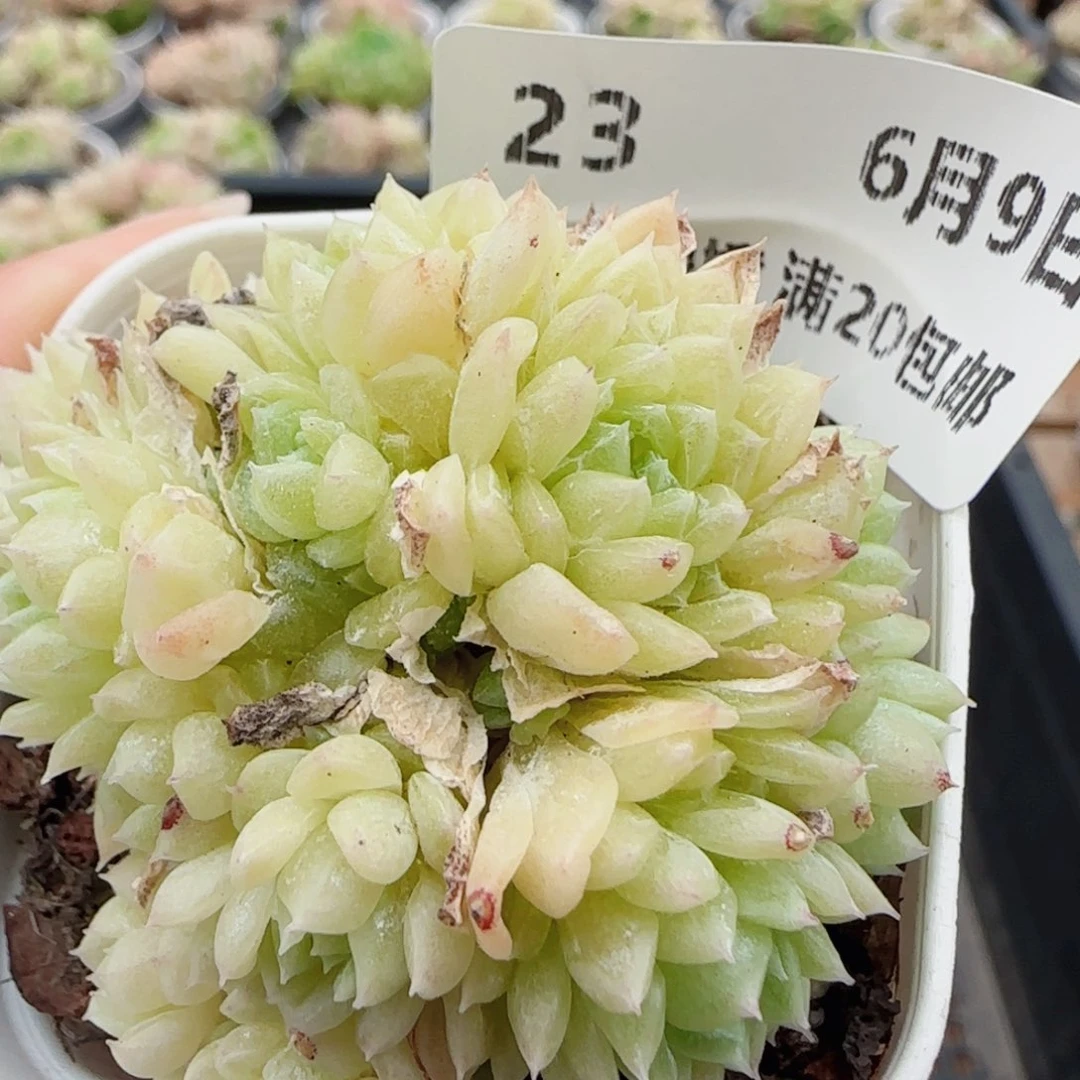 花语逸境0609-23散