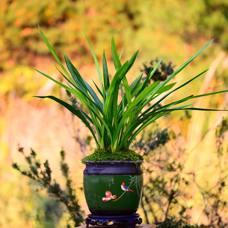 墨兰铭品江山美人高端紫砂盆好养室内外浓香盆栽