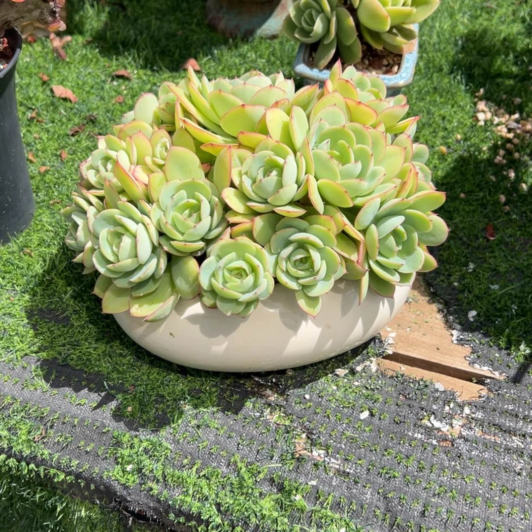 安***然牡丹亭多肉植物脱土
