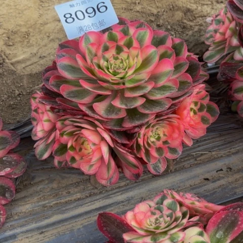 荔枝多肉多肉8096