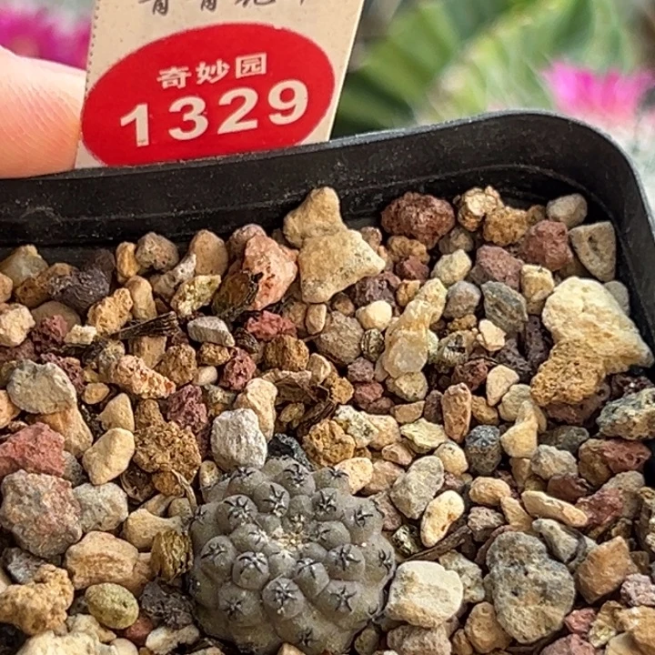 实生白肌豹头一棵仙人球