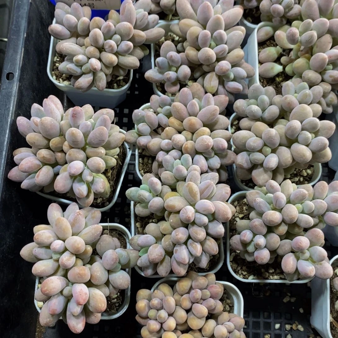14-精品老桩汤圆群一个