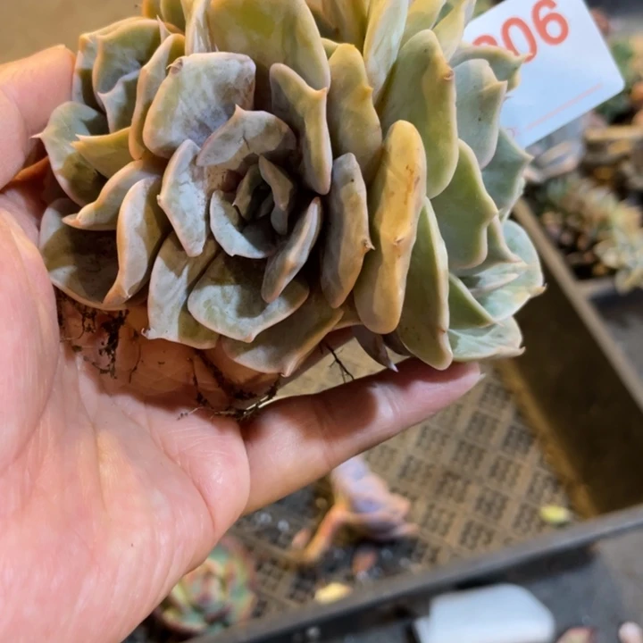 206 满20包邮脱土发货