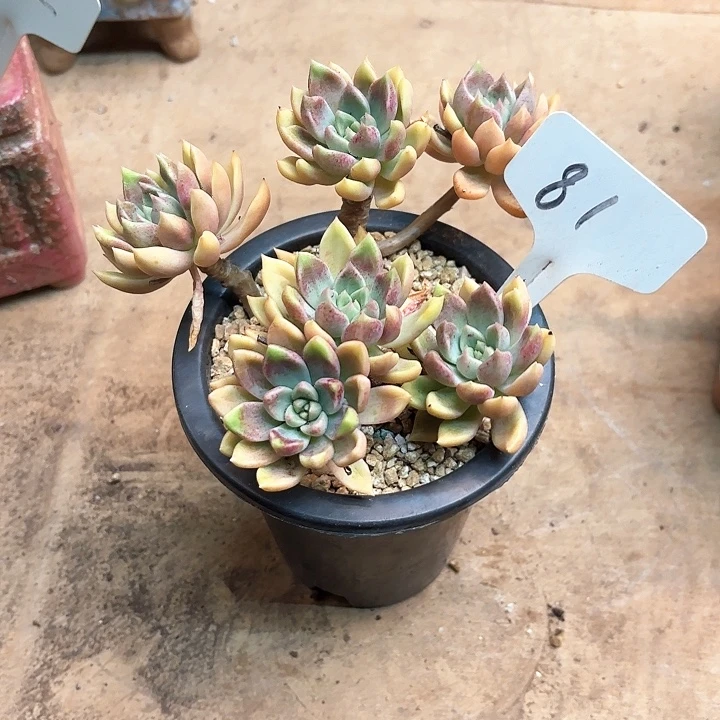 多肉植物，璀璨81号