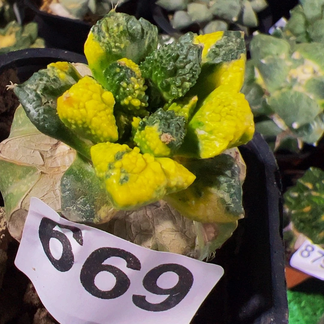 无花朵福利龟甲牡丹锦669