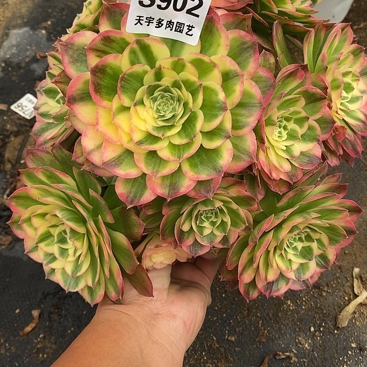 多肉植物海仙902多肉