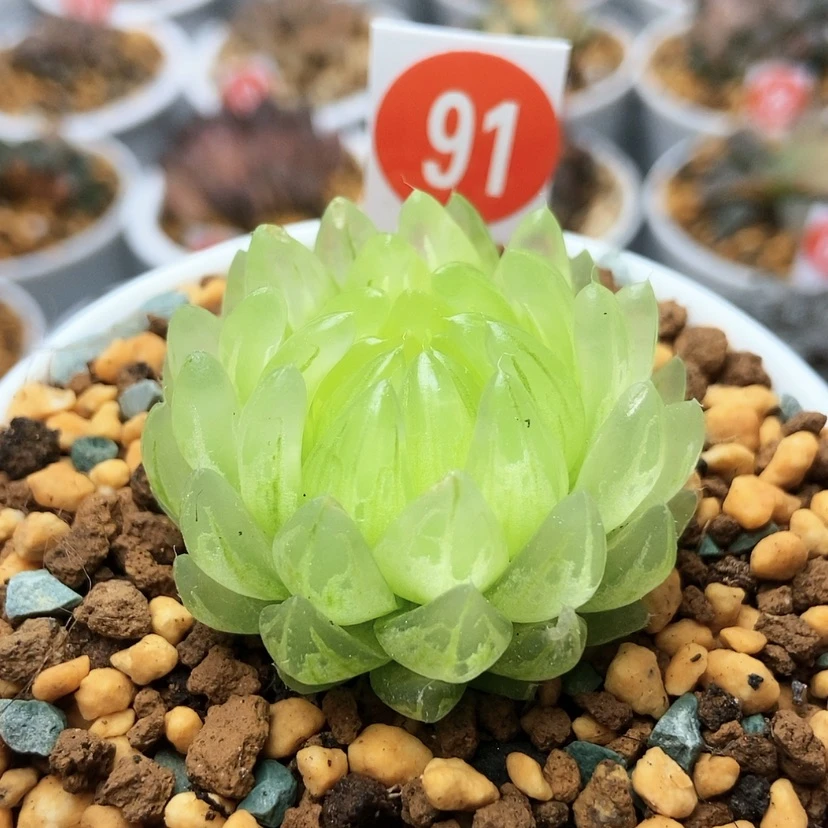 【闪购商品】冰晶91