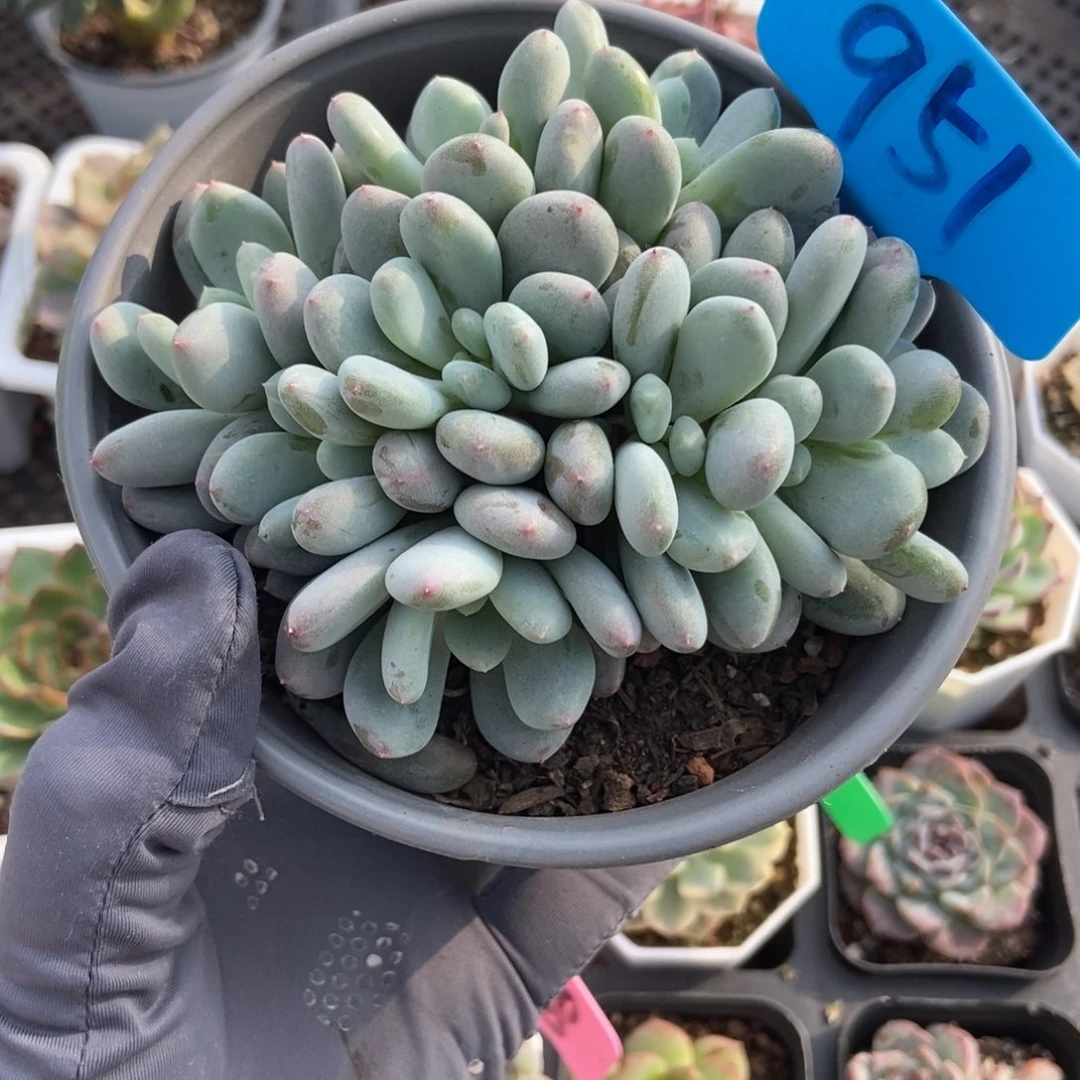 951香香雪多肉植物多肉