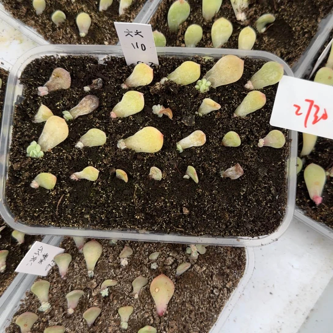 2730 一半托满20包邮