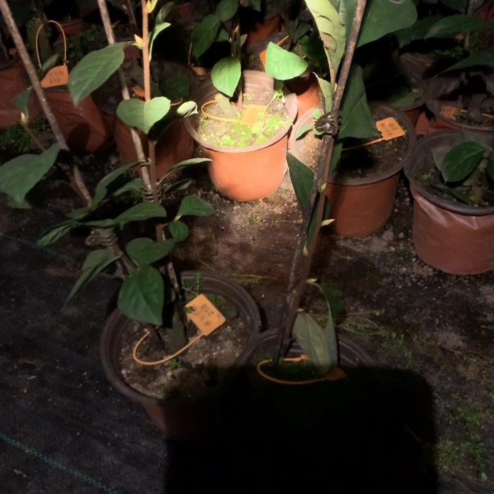 完全开放218嫁接苗35.8