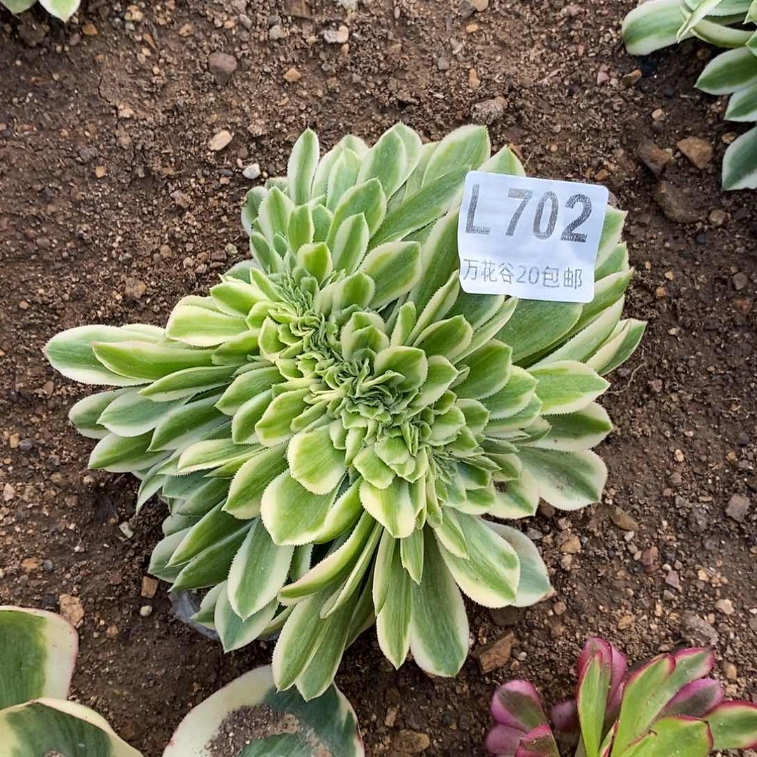 702迈巴赫缀多肉植物