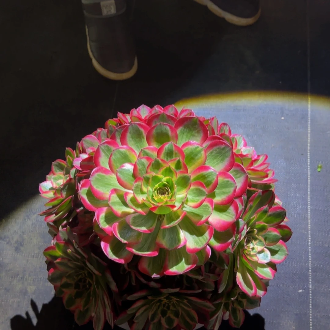 邹***白赤子心 精品法师 锦