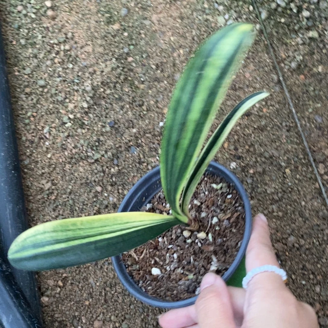 当前无花栽培后可以开花