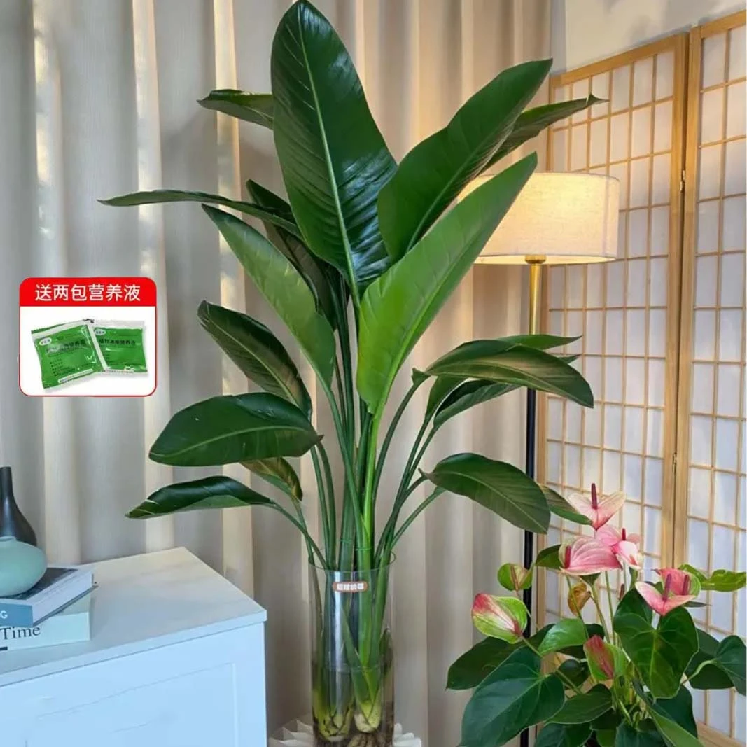 室内常青天堂鸟3株绿植盆栽带原土球发货易活水养不带瓶