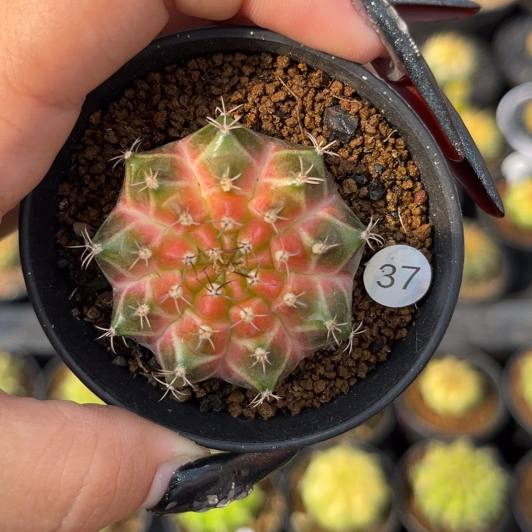 37 轮回实生 带盆土发货