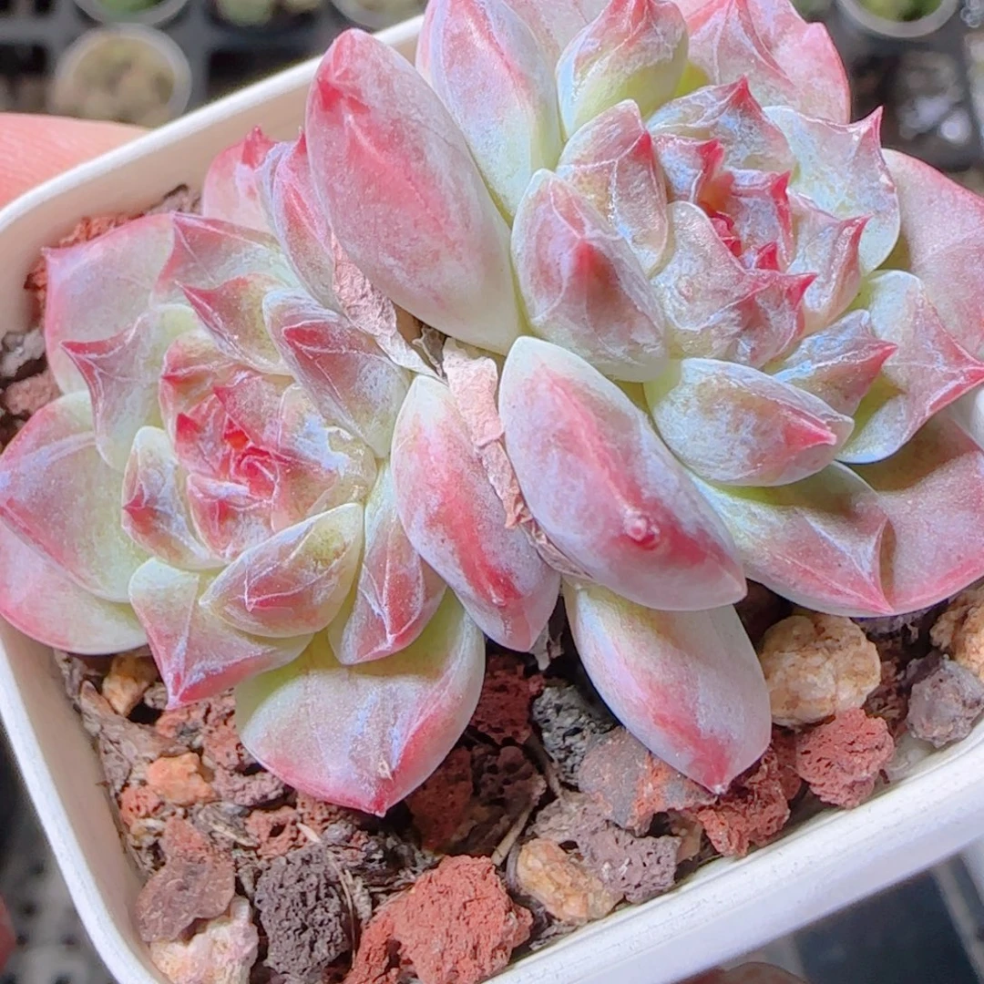 花语逸镜1103-401秘境冰魄