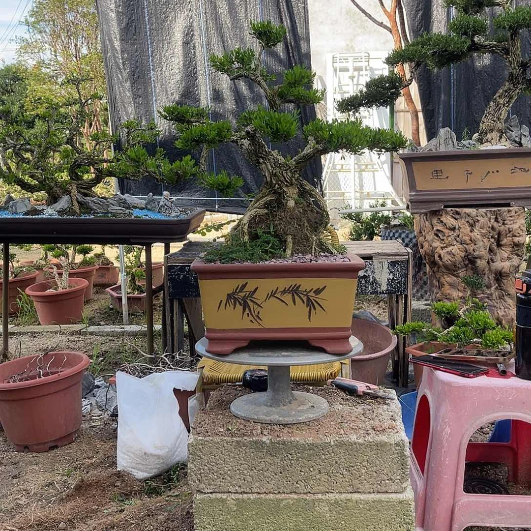 当前无花栽培后可以开花