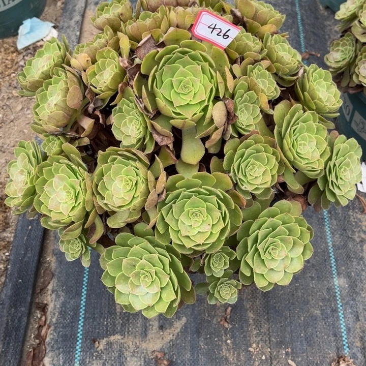 426多肉植物法师老庄