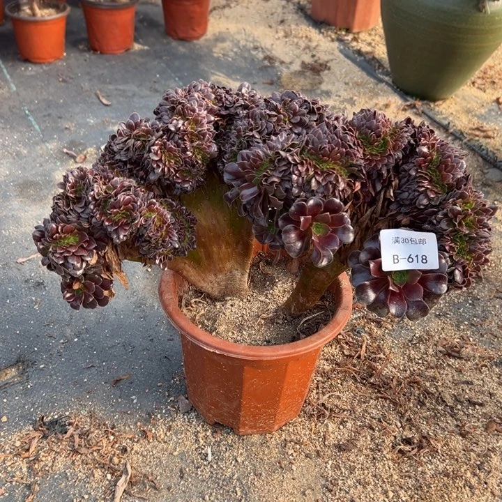 618 欧紫缀 啊啊啊啊