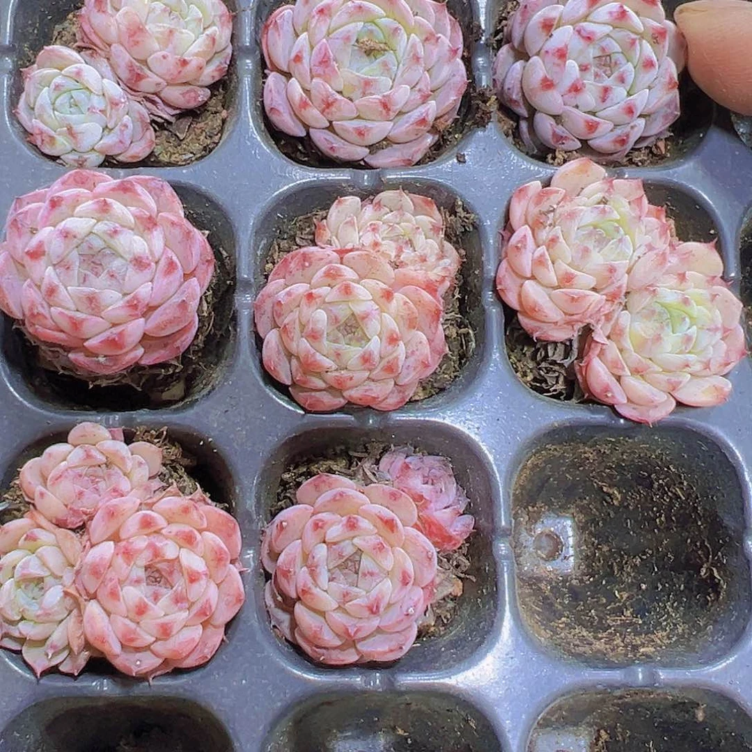 绿宝瓶5个混搭19包邮