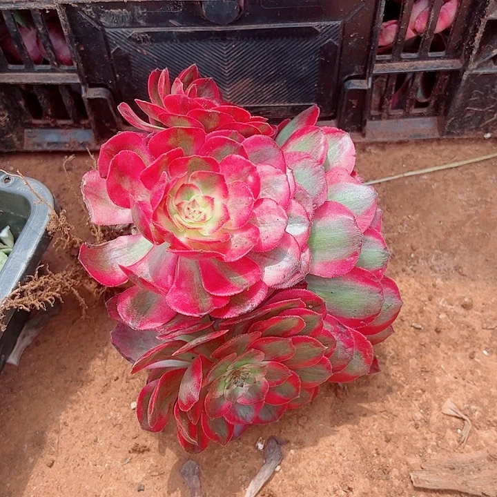 赤子心戴崽多肉植物大战