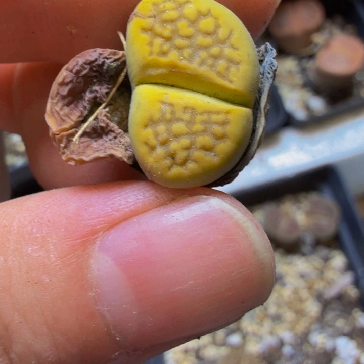 い*白多肉植物的生长发育162