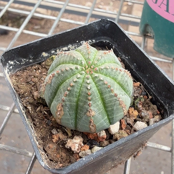 欧布小单头3仙人球
