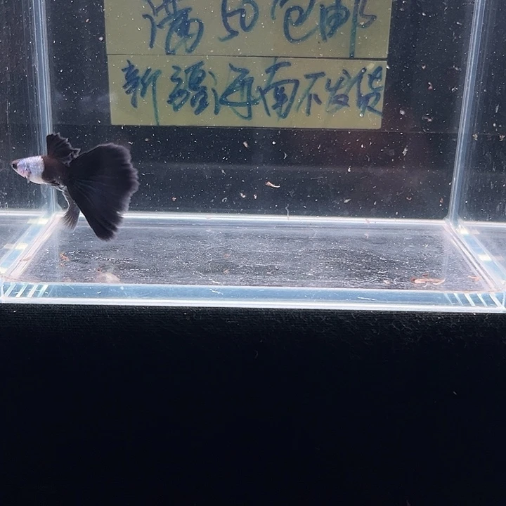 孔雀鱼艾尔银黑尾